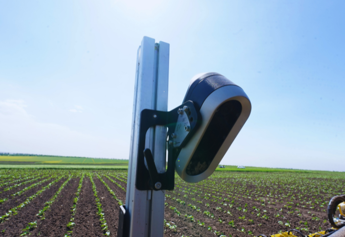 Sunflower Without Herbicides – Practical and Profitable!